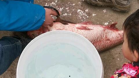 怎样杀鱼视频,视频教学解析