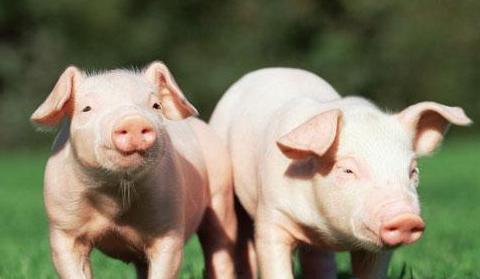 大狗配猪成功视频,一场跨越物种的浪漫邂逅