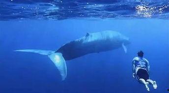 给蓝鲸组织打电话视频,电话视频曝光惊人内幕