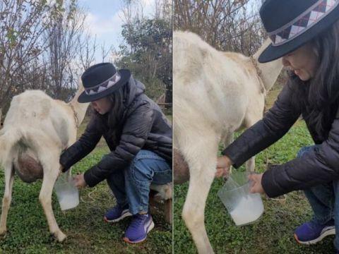 挤羊奶视频,揭秘挤奶过程与羊奶魅力