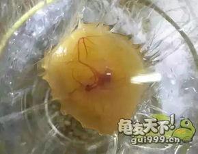 龟孵化视频,见证生命诞生的瞬间