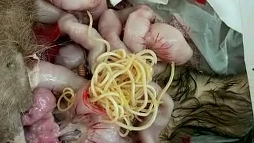 人体虫子视频,虫子视频背后的惊人真相